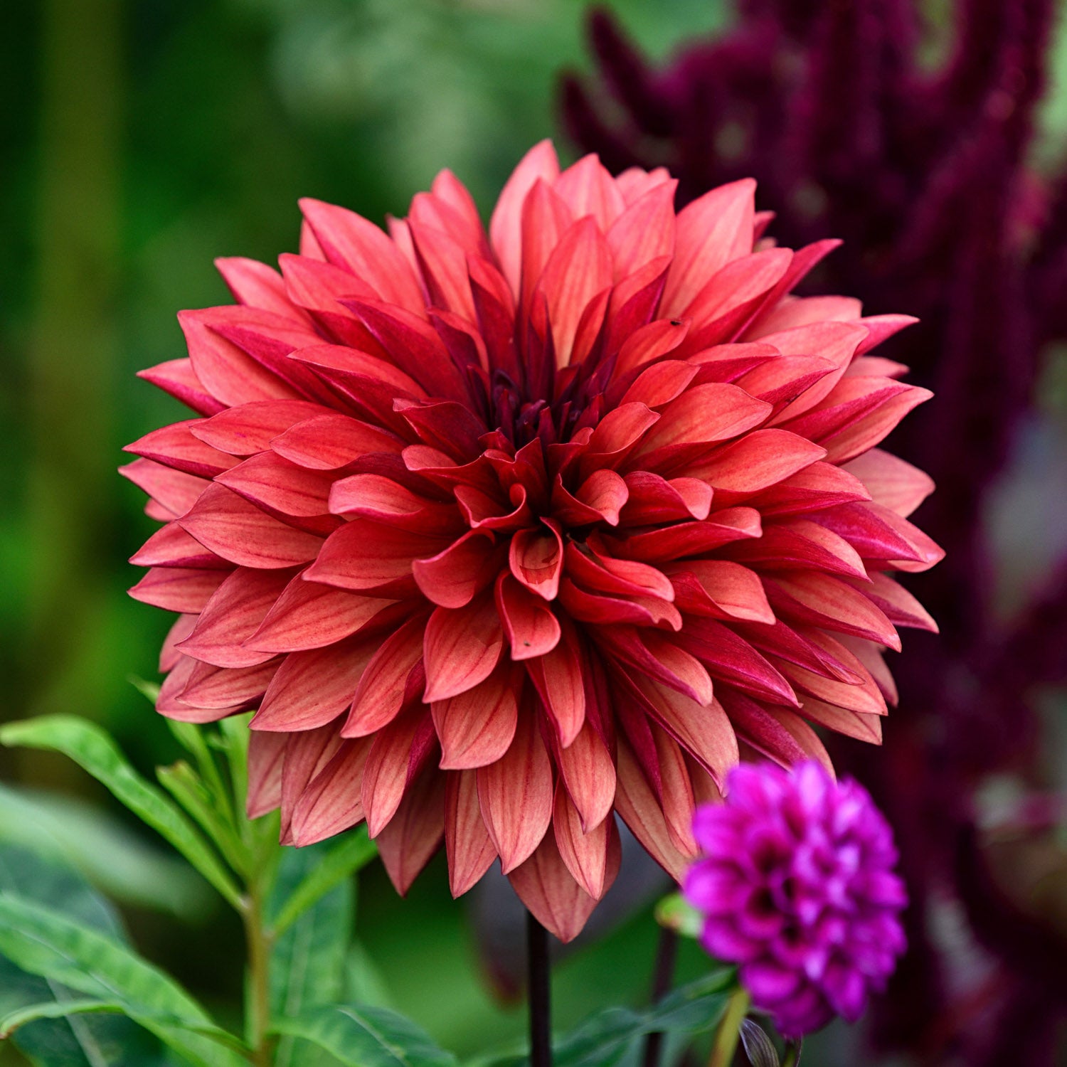 Dahlia 'Danique'